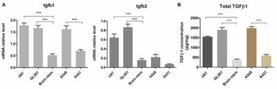 Arming Anti-EGFRvIII CAR-T With TGFβ Trap Improves Antitumor Efficacy in Glioma Mouse Models